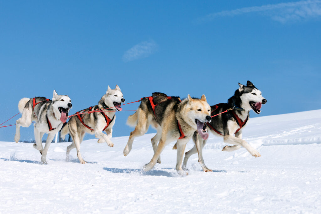 What to do in Stowe in January: dog sledding!